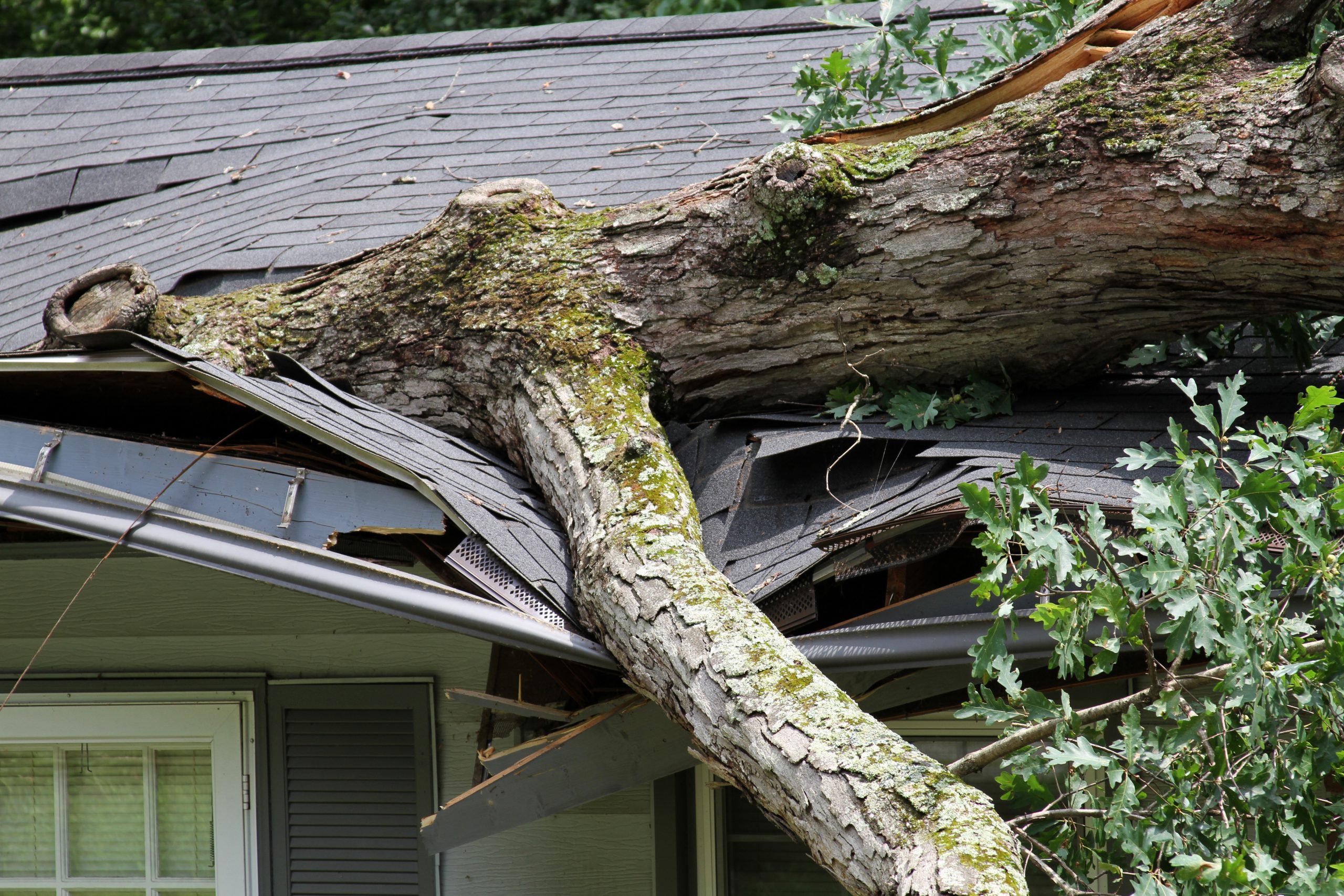 Дома сломанный крышей. Дерево упало на частный дом. Упало дерево на крышу дома. Сломанное дерево. Дерево на крыше.